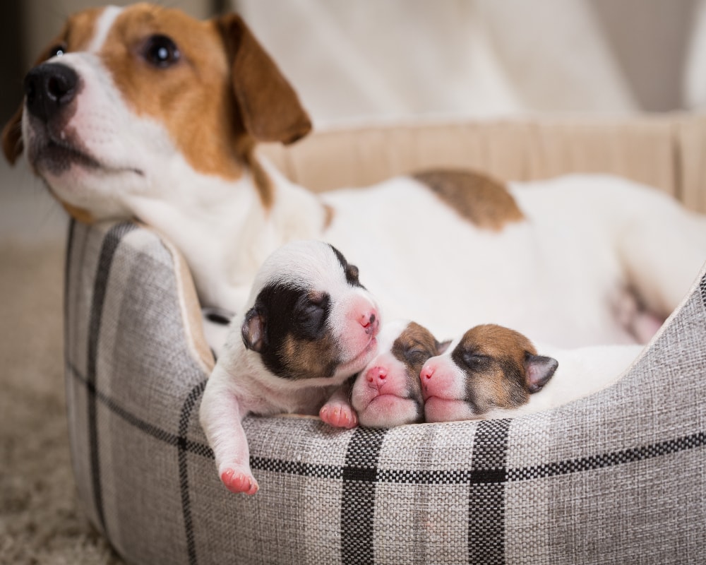 Why Do Dogs Sometimes Eat Their Placenta? Understanding What's Normal (Vet Answer)