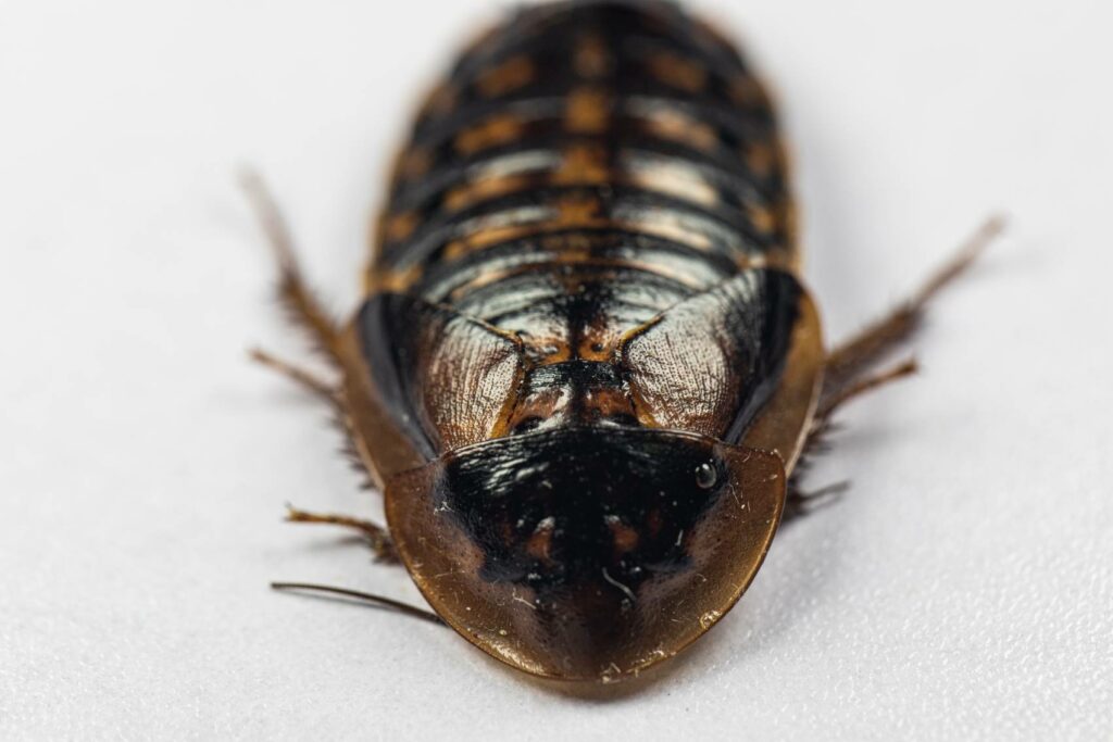 Dubia Roaches