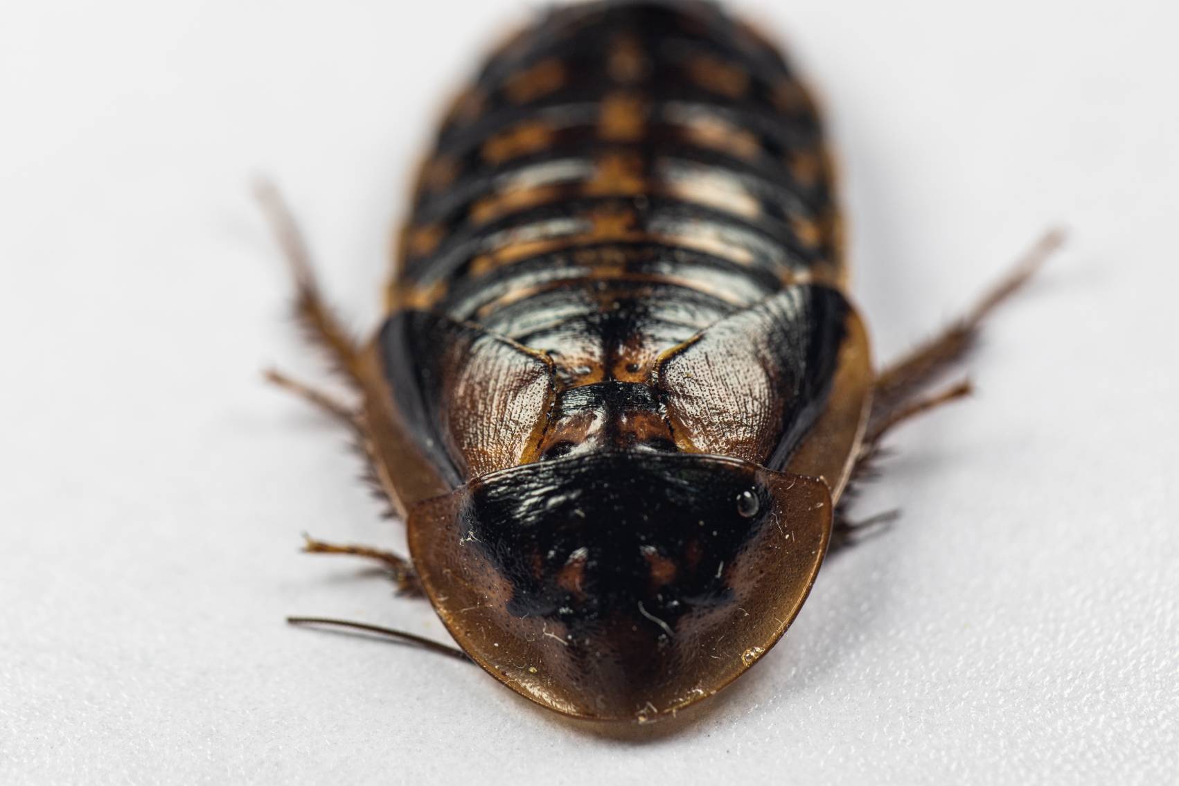 Dubia Roaches