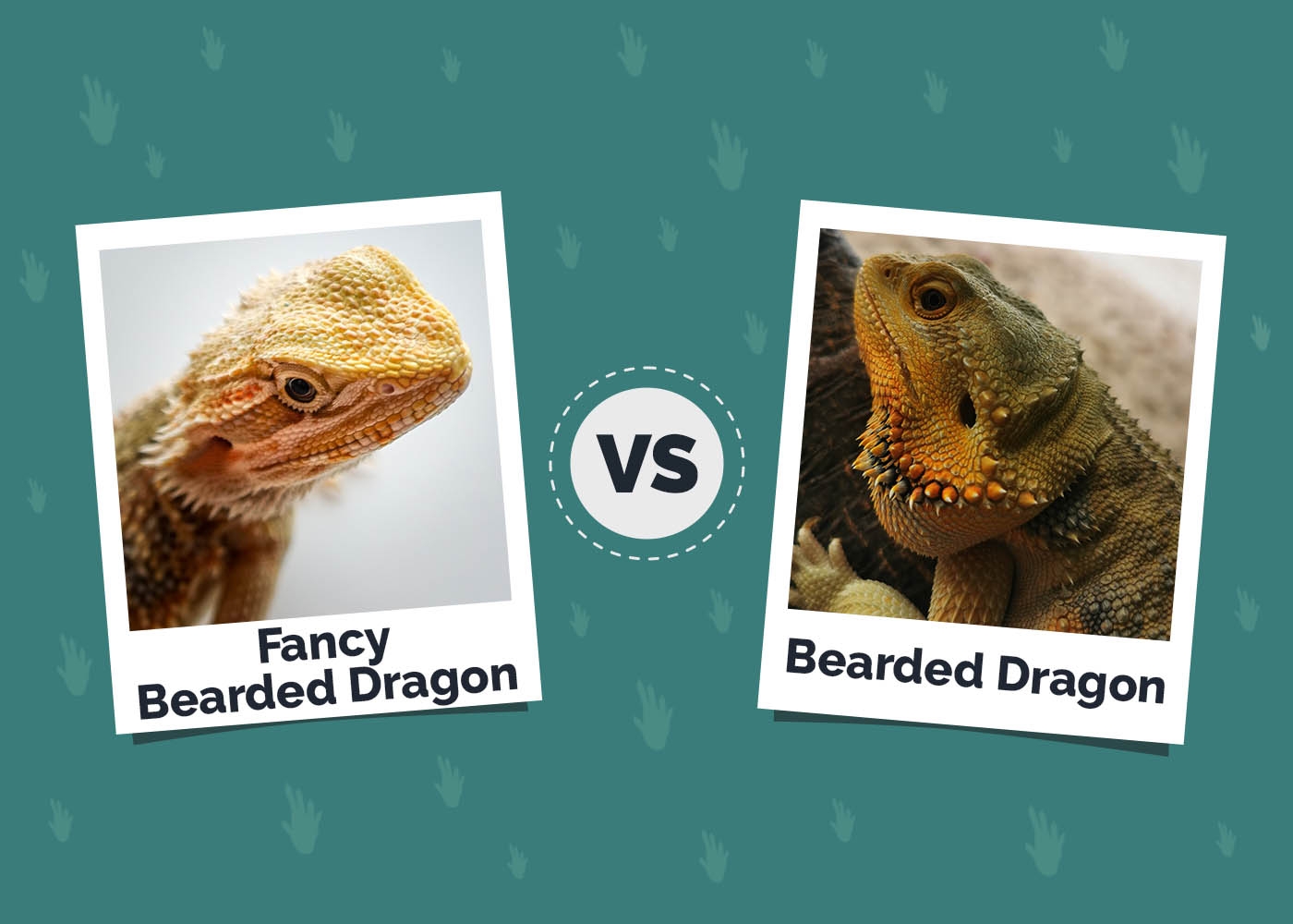 Fancy Bearded Dragon vs. Bearded Dragon: The Differences (With Pictures)