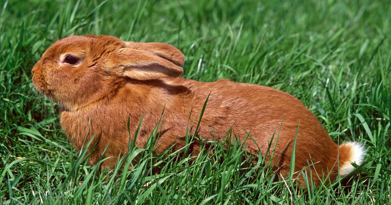 Fauve De Bourgogne Rabbit Breed: Pictures, Care Guide, Lifespan & Traits