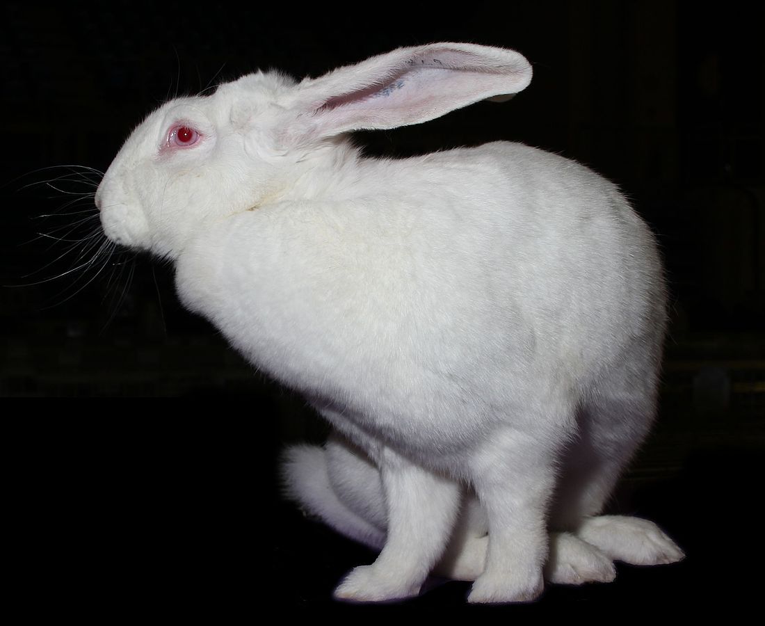 Blanc De Blouscat Rabbit: Info, Pictures, Care, Lifespan & More