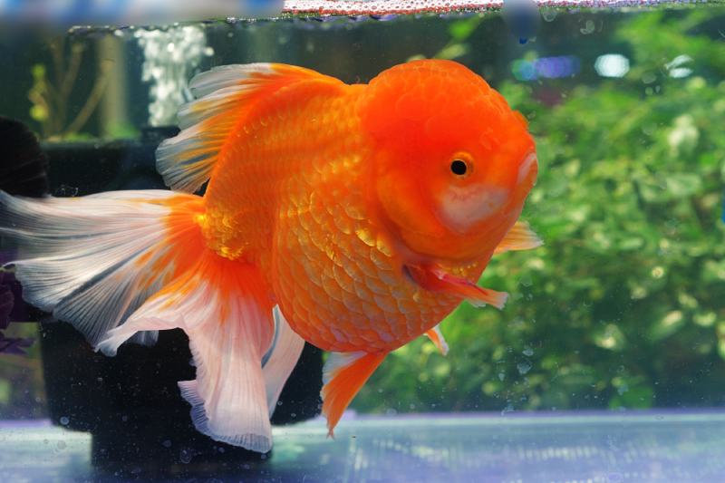 What Happens When You Overfeed a Fish? 8 Vet-Approved Issues