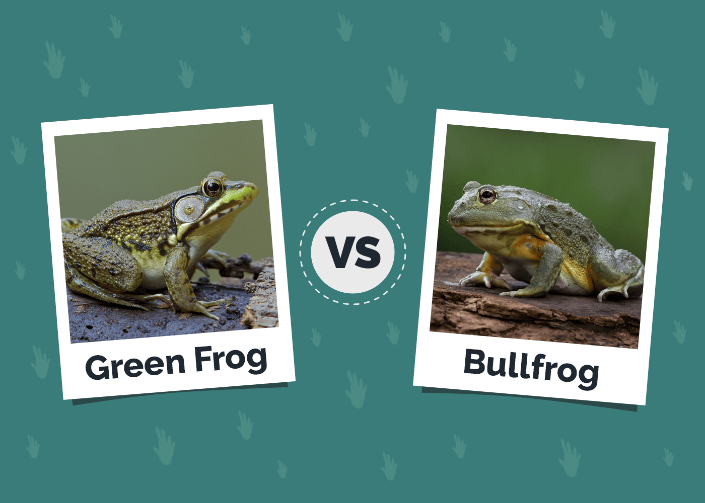 Green Frog vs Bullfrog: What’s the Difference? Vet-Verified Facts & Pictures