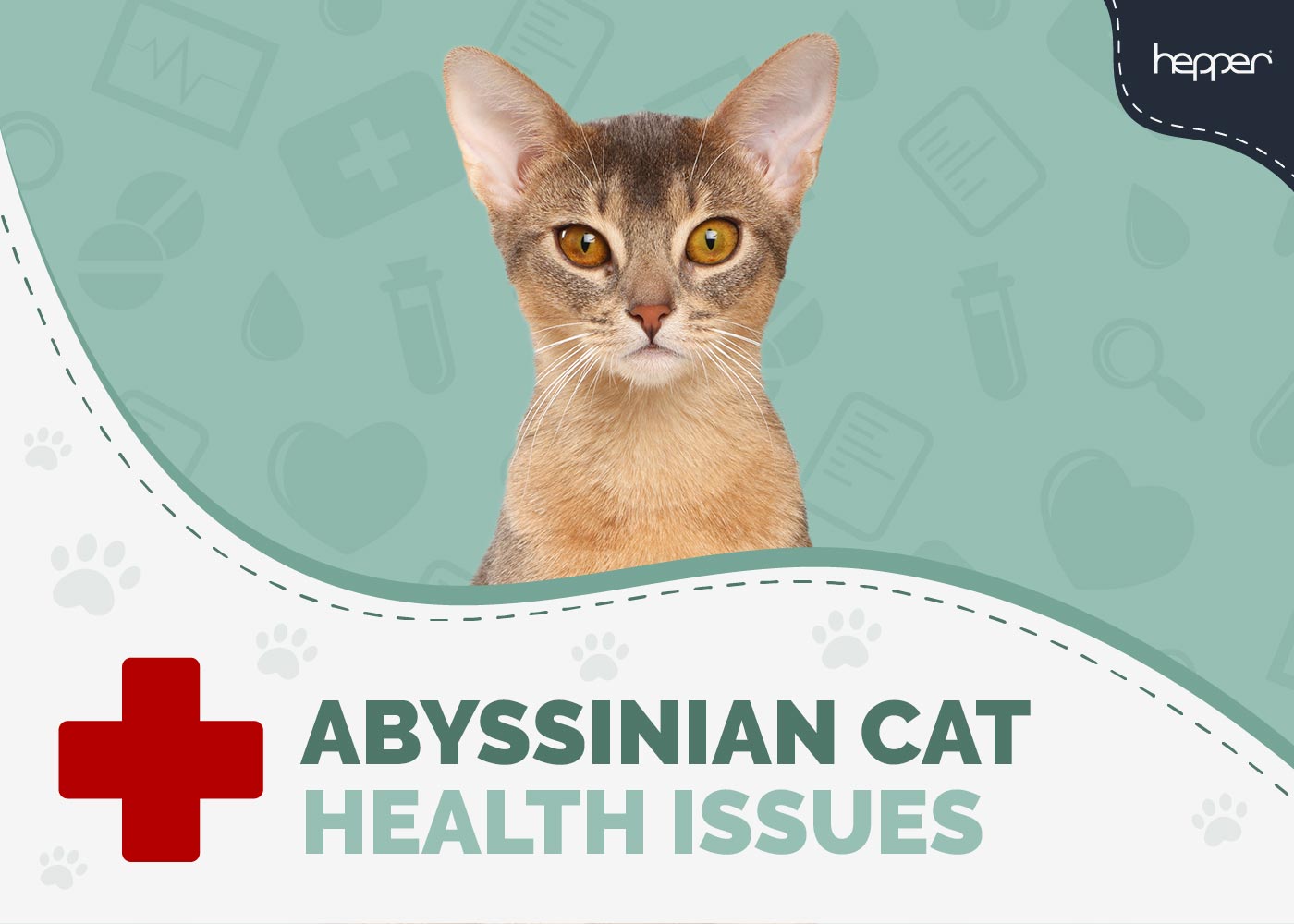 3 Common Abyssinian Cat Health Problems (Vet-Reviewed)