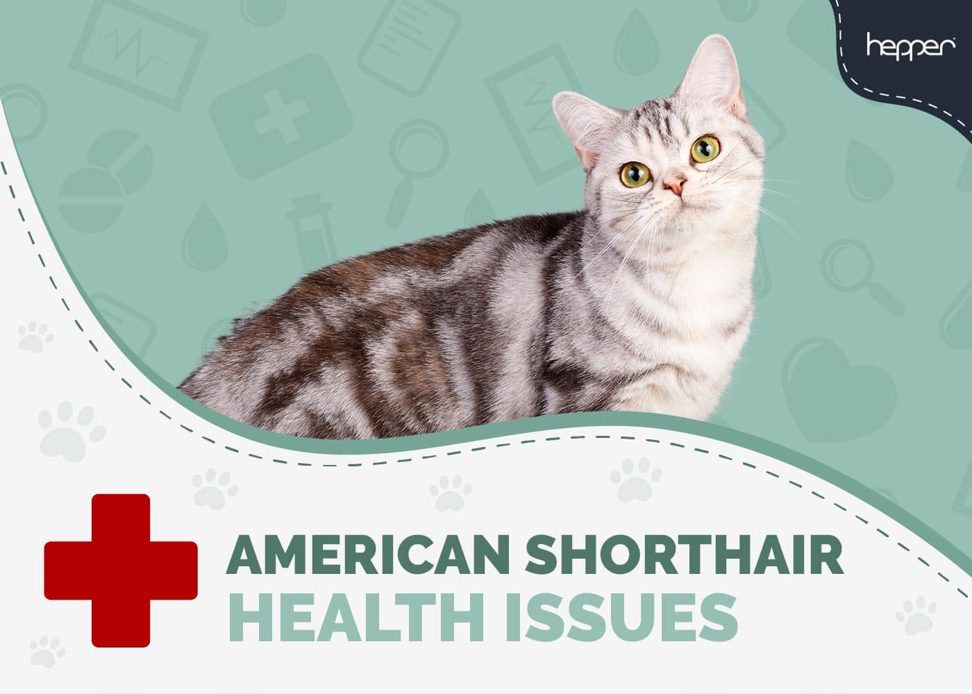 6 Common American Shorthair Cat Health Problems (Vet-Reviewed)