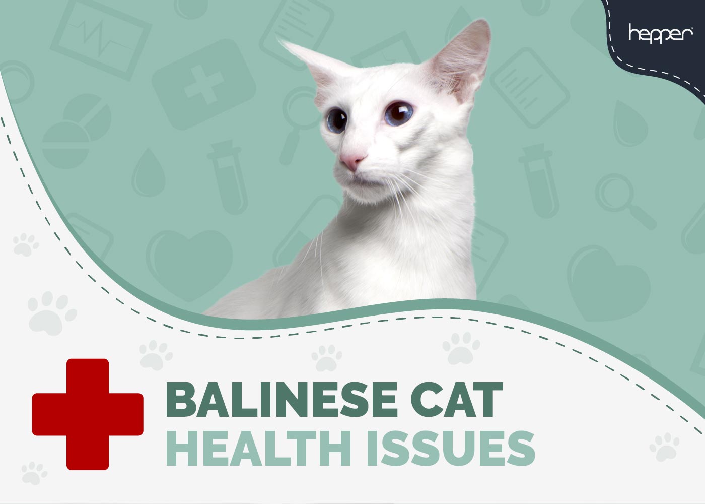 9 Vet-Verified Common Balinese Cat Health Problems