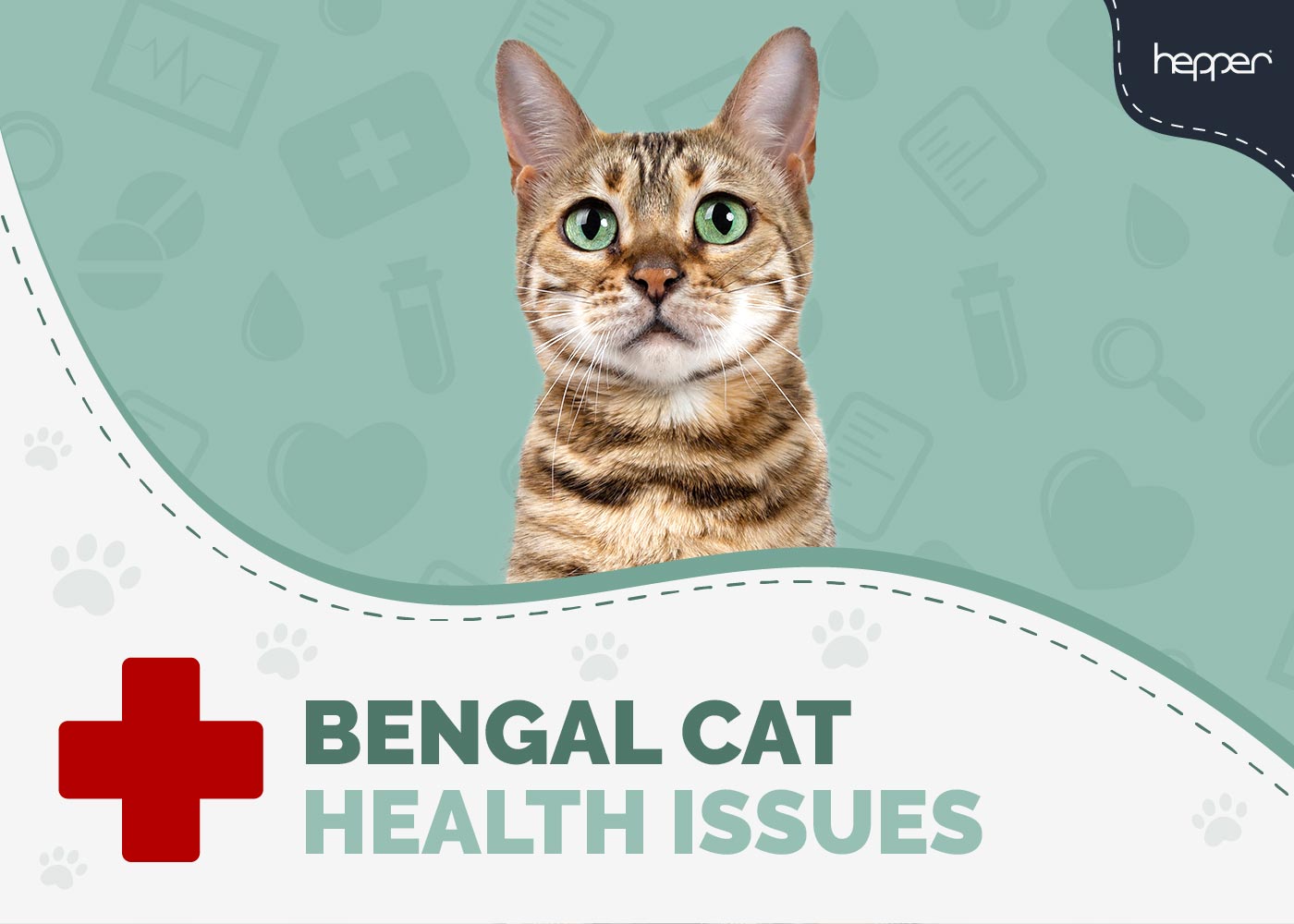 11 Common Bengal Cat Health Problems, Awareness & Prevention