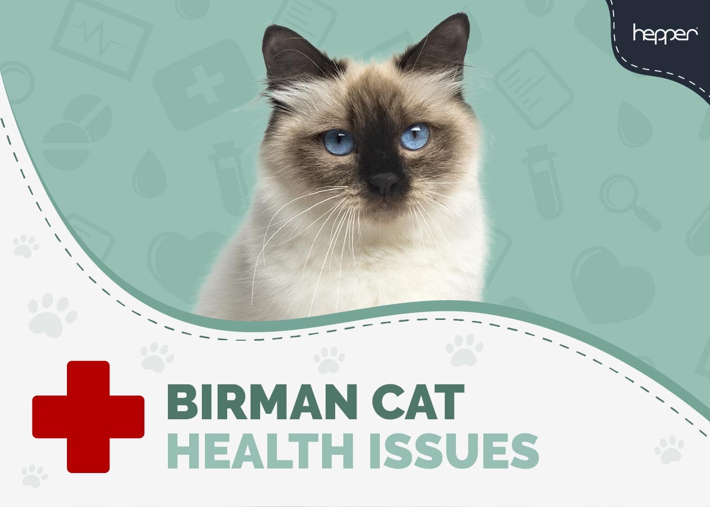 9 Common Birman Cat Health Problems: Vet Approved Facts