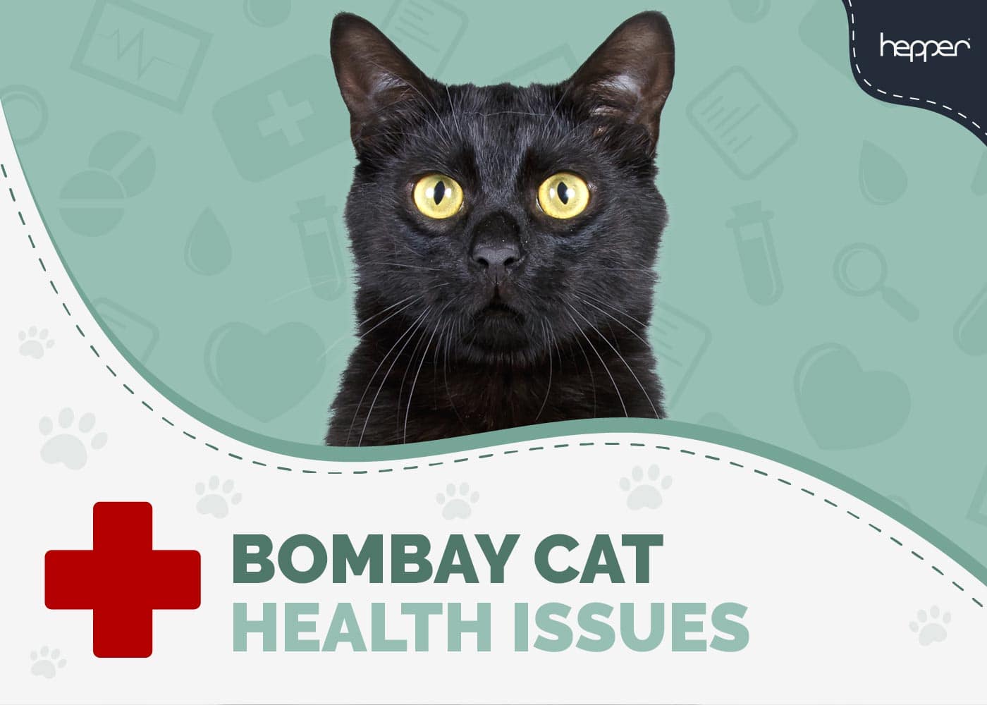 5 Common Bombay Cat Health Problems: Vet Approved Facts