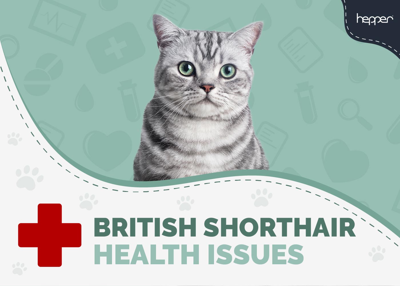 9 Common British Shorthair Cat Health Problems: Vet-Approved Facts