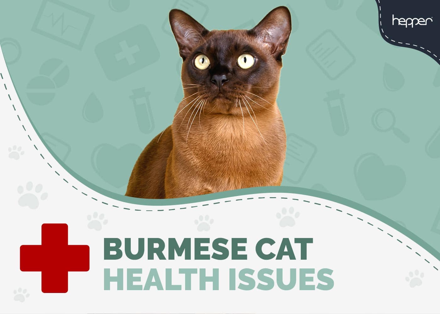 5 Common Burmese Cat Health Problems (Vet-Approved)