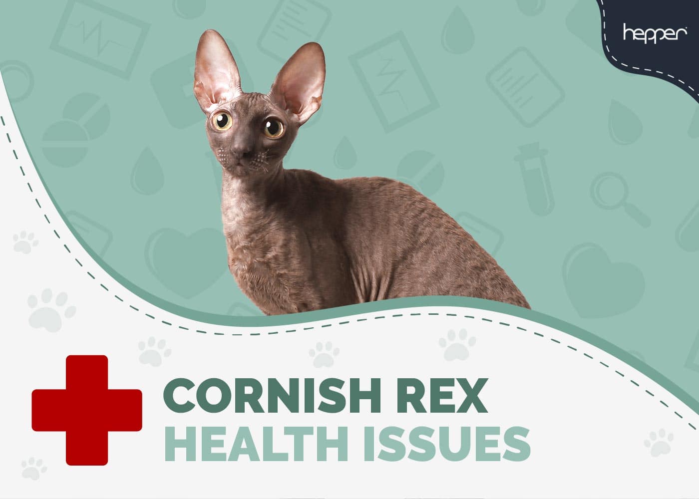 6 Cornish Rex Health Issues to Watch Out For (Vet Answer)