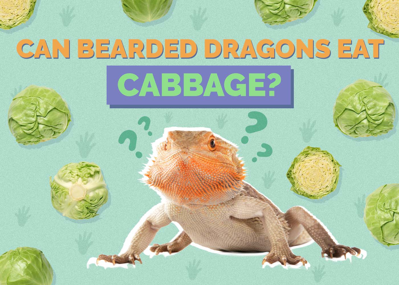 Can Bearded Dragons Eat Cabbage? Vet-Reviewed Facts & FAQ