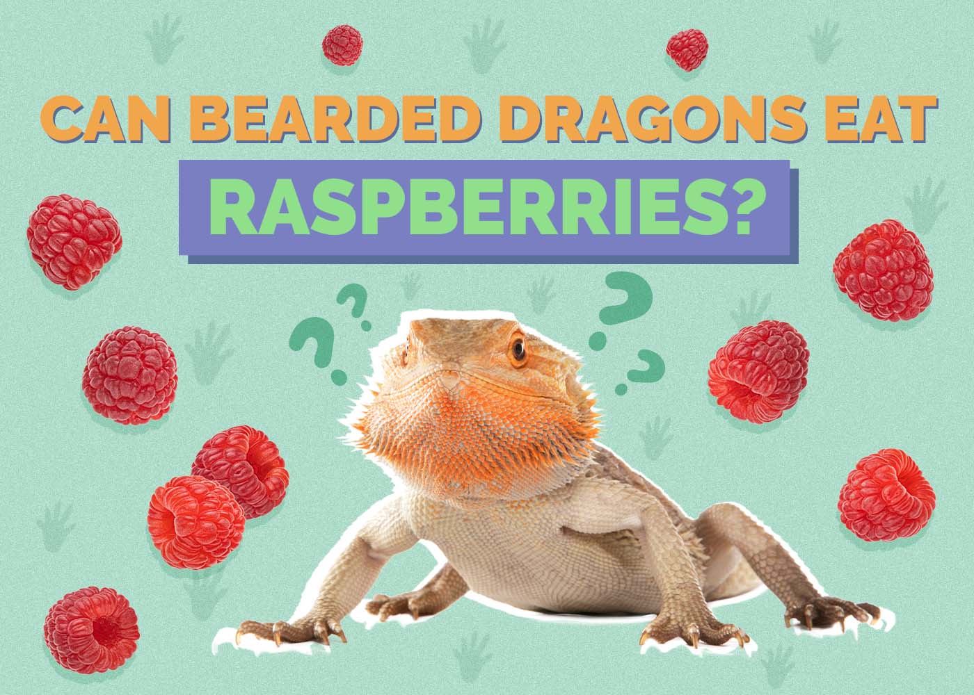 Can Bearded Dragons Eat Raspberries? Vet Reviewed Facts & FAQ