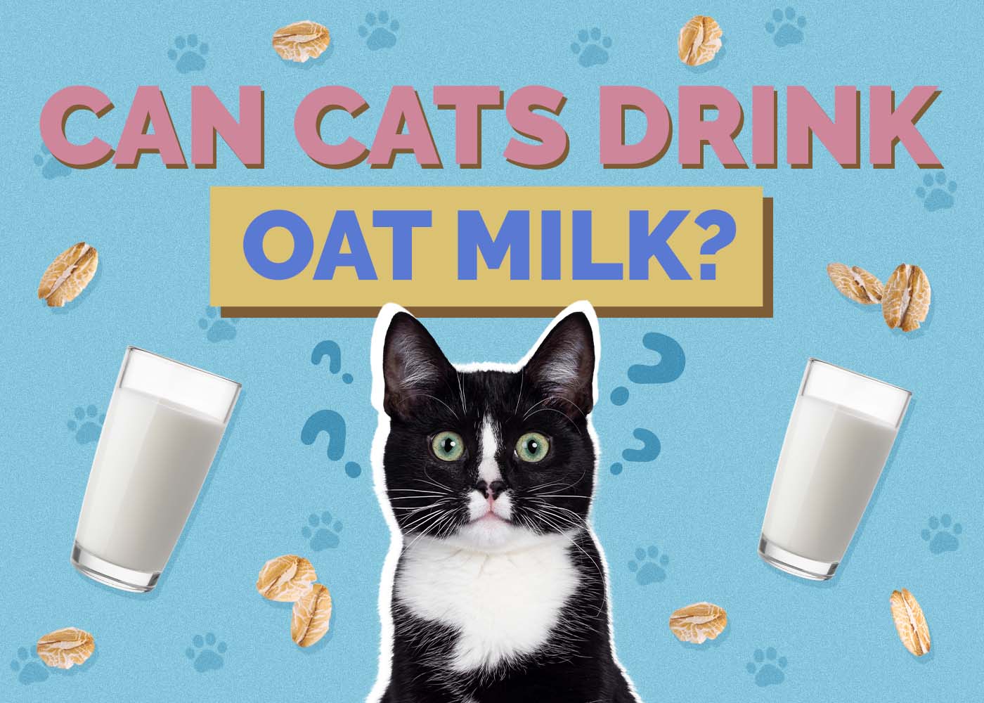 Can Cats Drink Oat Milk? Vet-Approved Safety Facts