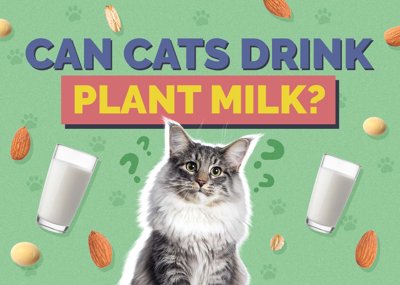 Can Cats Drink Plant Milk? Vet-Approved Safety Facts