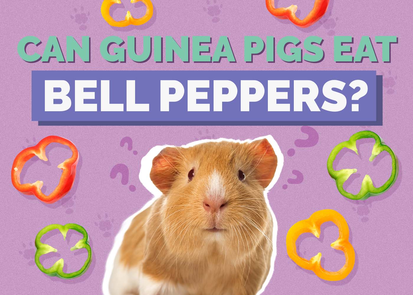 Can Guinea Pigs Eat Bell Peppers? Vet Approved Nutrition Facts & FAQ