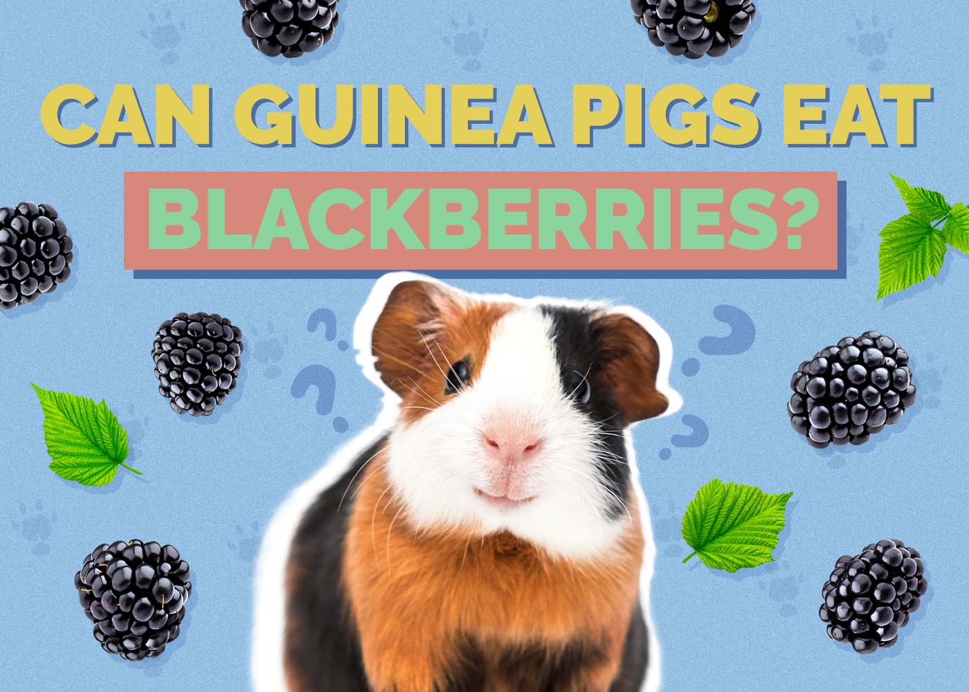 Can Guinea Pigs Eat Blackberries? Nutrition Facts & FAQ