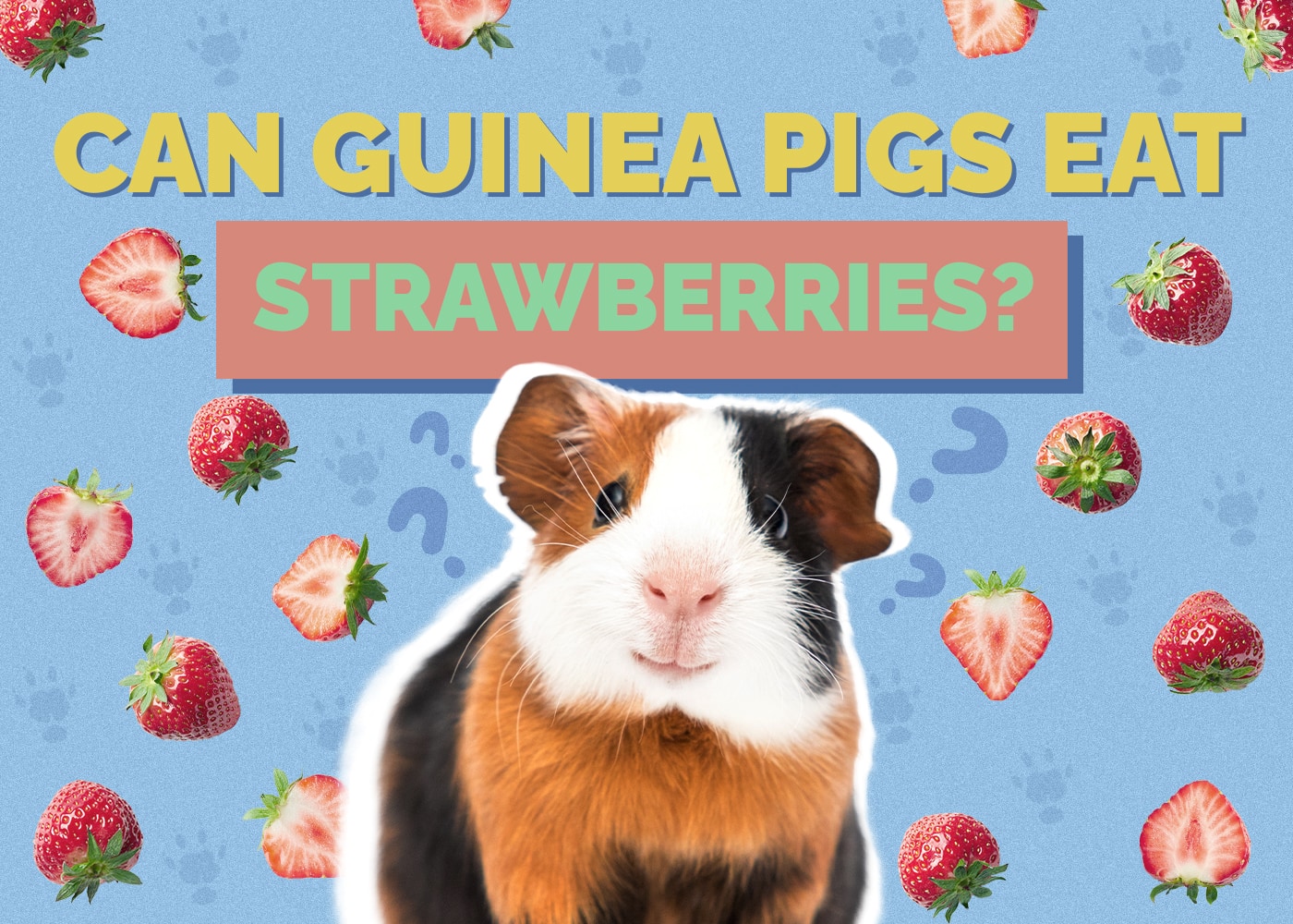 Can Guinea Pigs Eat Strawberries? Vet-Reviewed Facts & FAQ