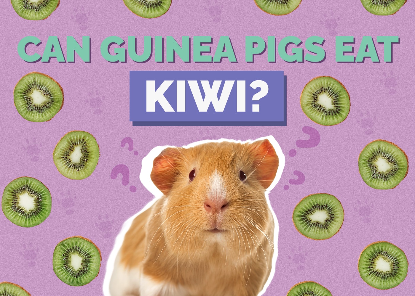 Can Guinea Pigs Eat Kiwi? Vet-Reviewed Nutrition Facts & FAQ