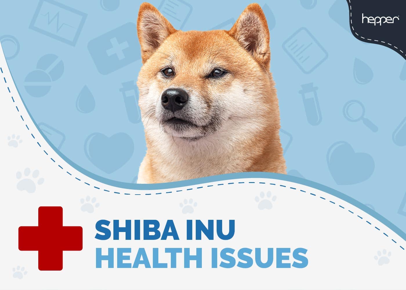 8 Common Shiba Inu Health Problems: Our Vet Explains