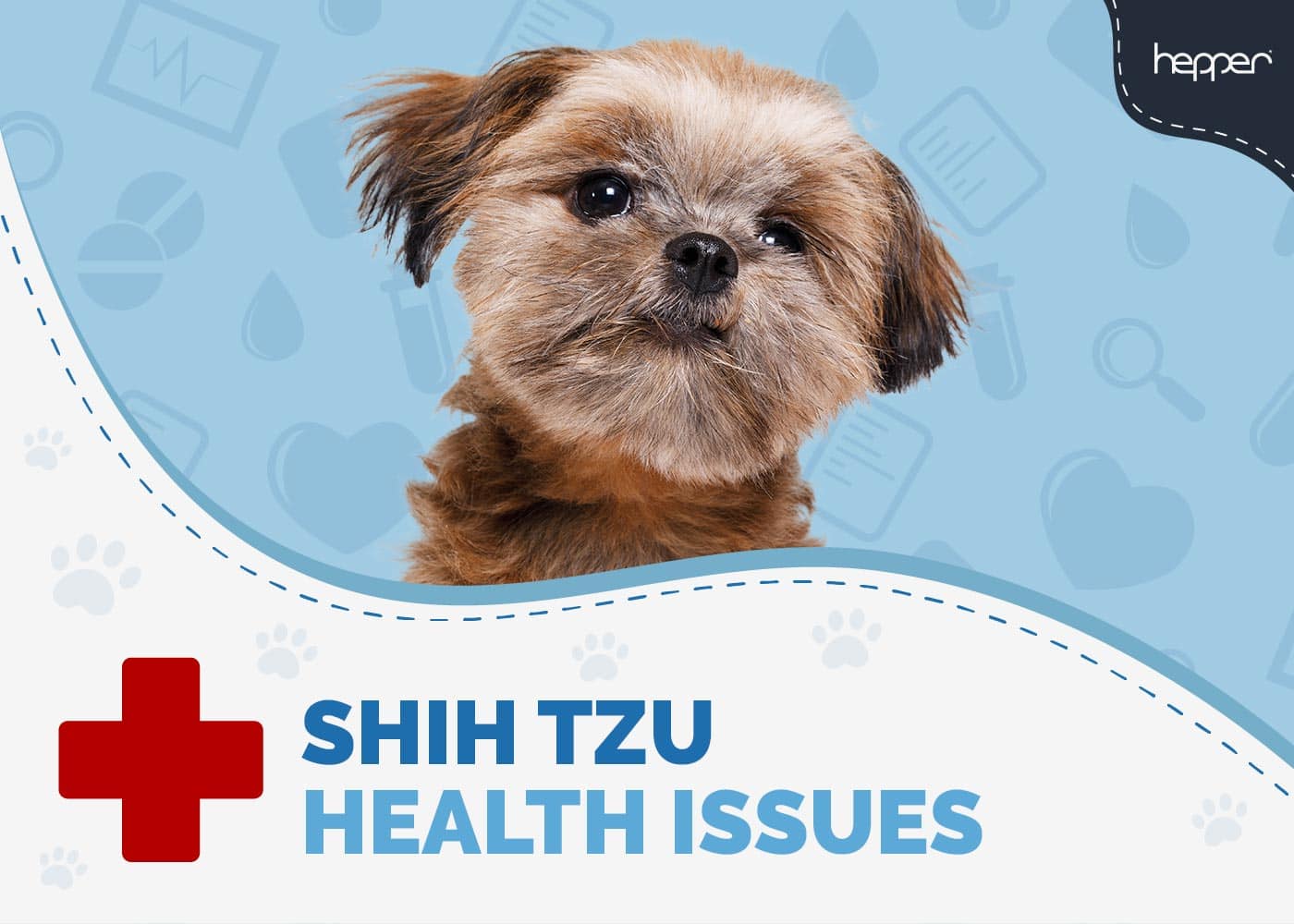 13 Vet-Verified Common Shih Tzu Health Issues to Watch Out For!