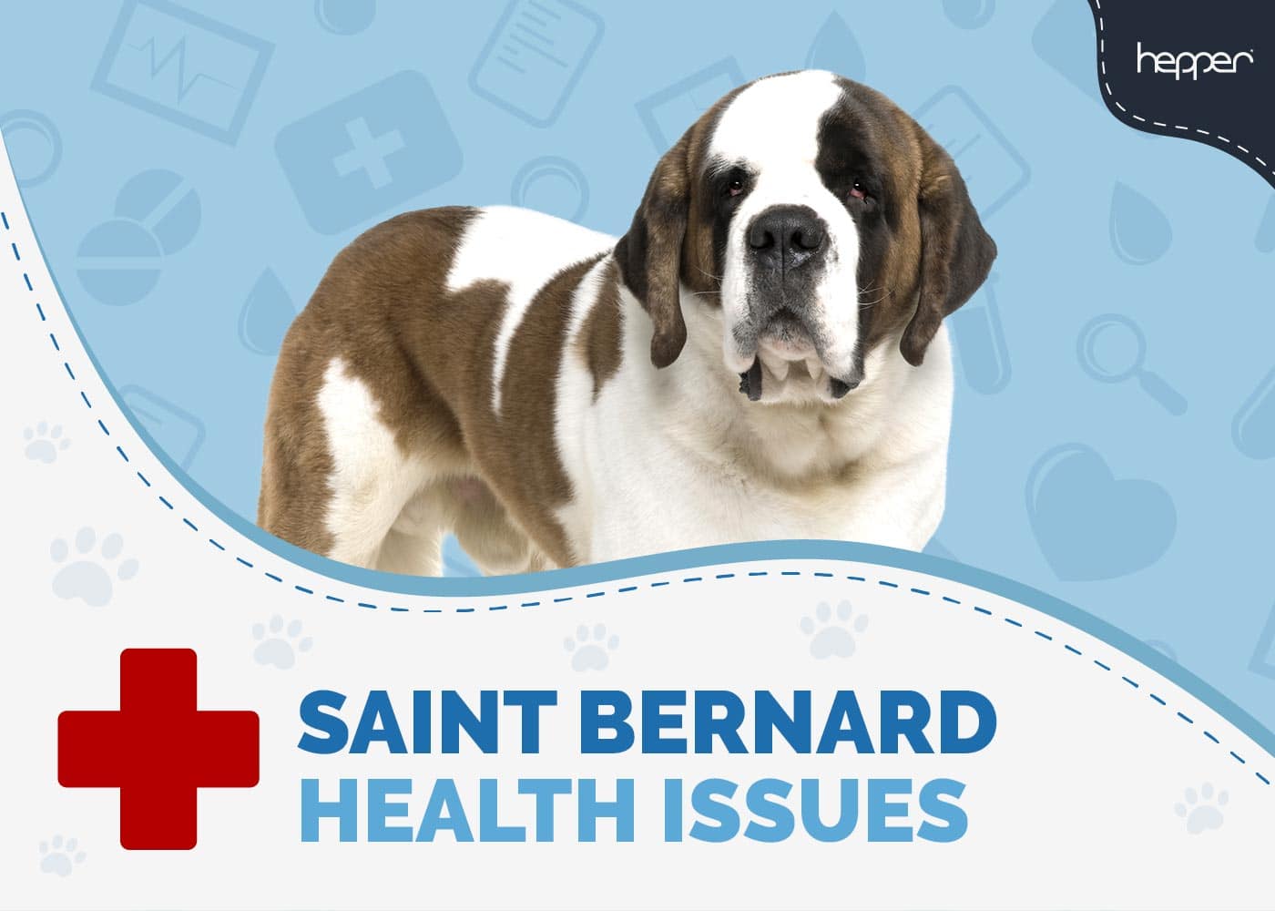 7 Common St. Bernard Health Issues: Our Vet Explains