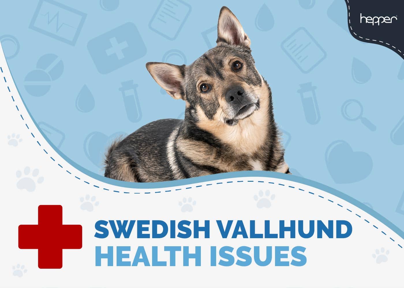 12 Common Swedish Vallhund Health Issues - Our Vet Explains