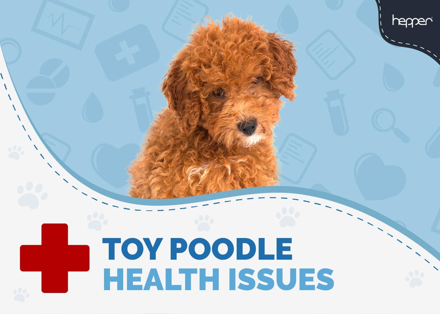 Toy Poodle Health Problems: 7 Vet-Approved Concerns to Look Out For