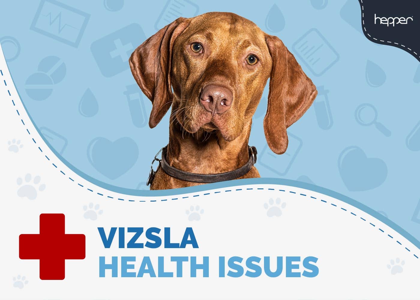 10 Common Vizsla Health Issues to Watch Out For (Vet Answer)