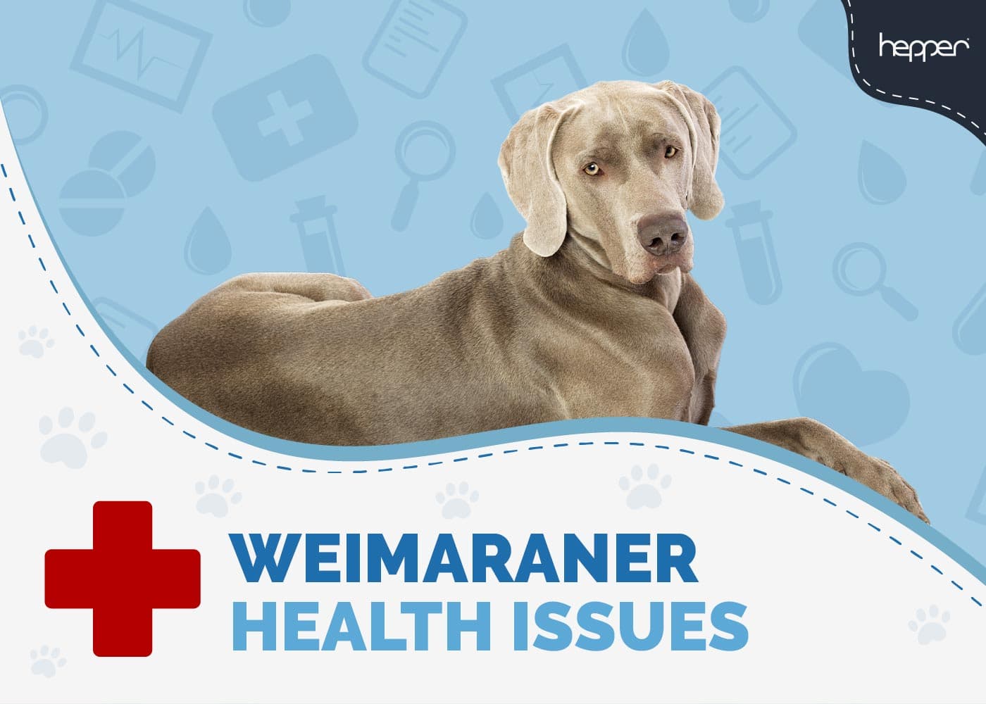 6 Weimaraner Health Issues: Our Vet Explains