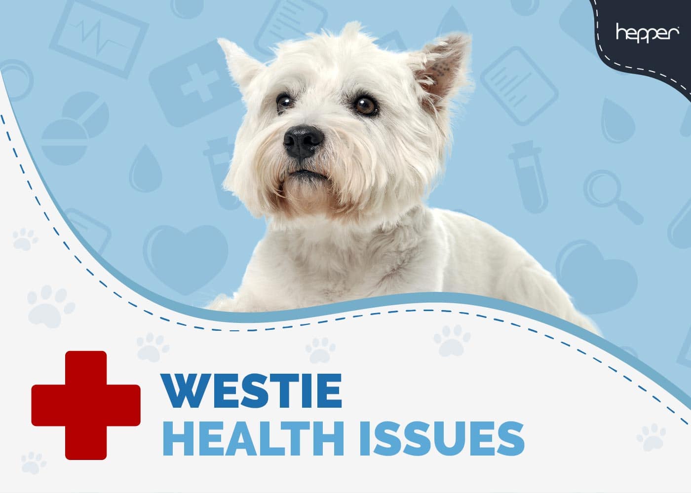 12 Common Westie Health Issues: Our Vet Discusses What To Watch For