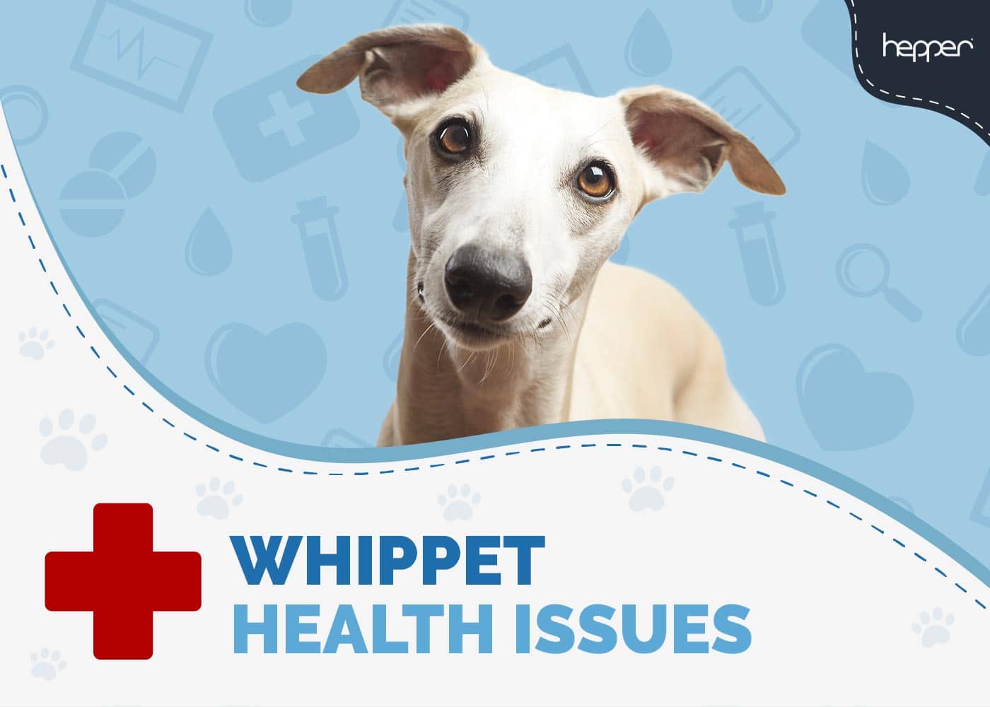 5 Whippet Health Issues You Need to Know (Vet Answer)