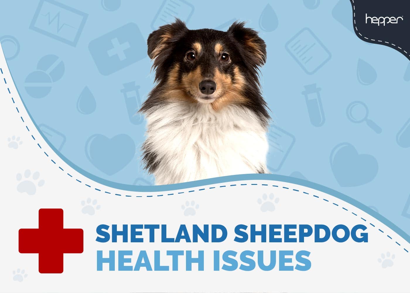 7 Shetland Sheepdog Health Problems & Concerns (Vet Answer)