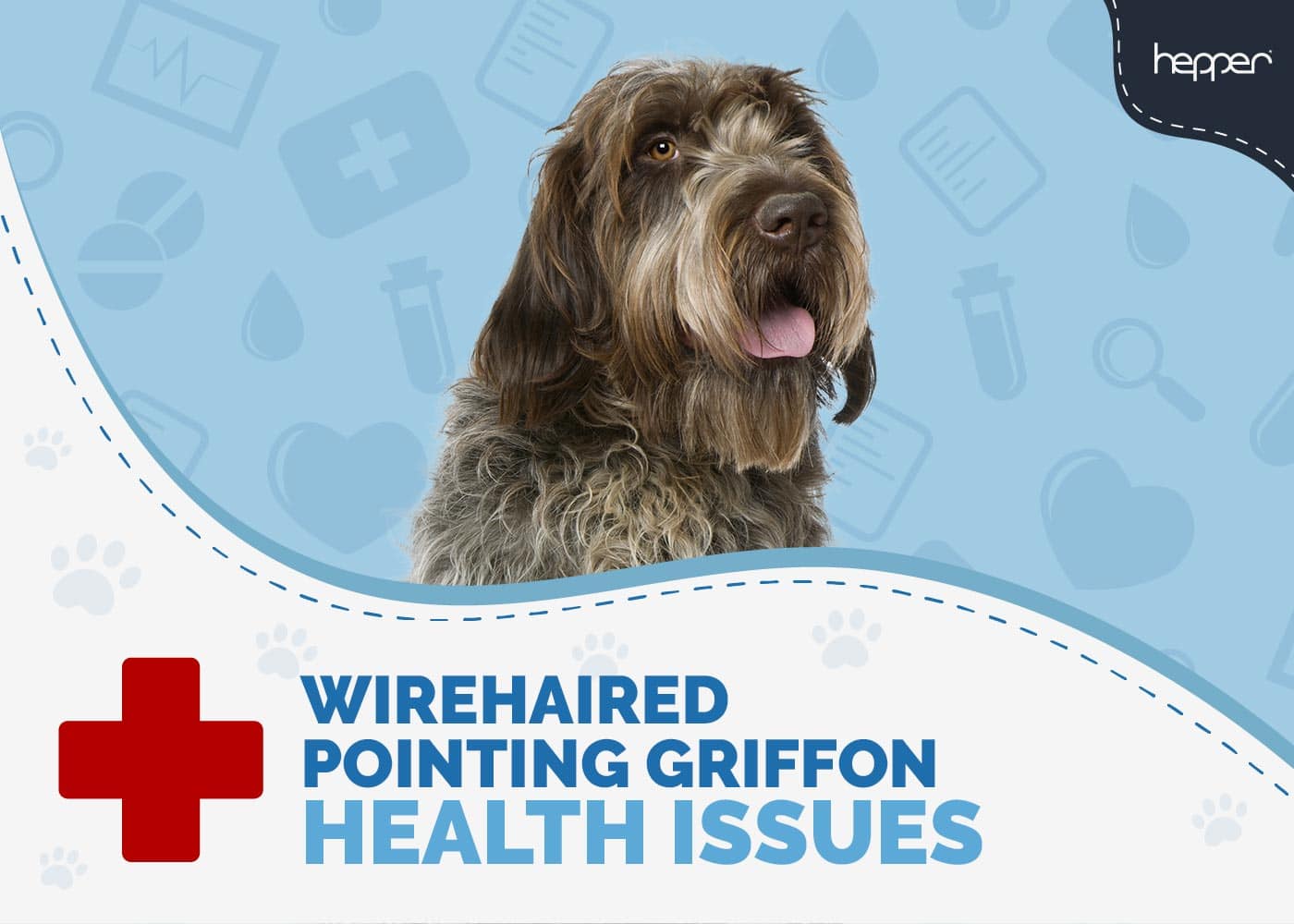 6 Wirehaired Pointing Griffon Health Issues to Watch Out For