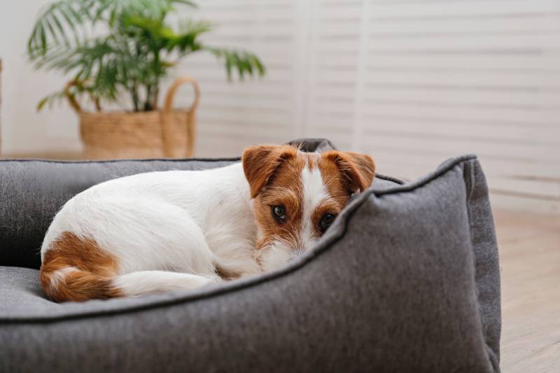 5 Best Heated Dog Beds of 2026 - Reviews & Top Picks