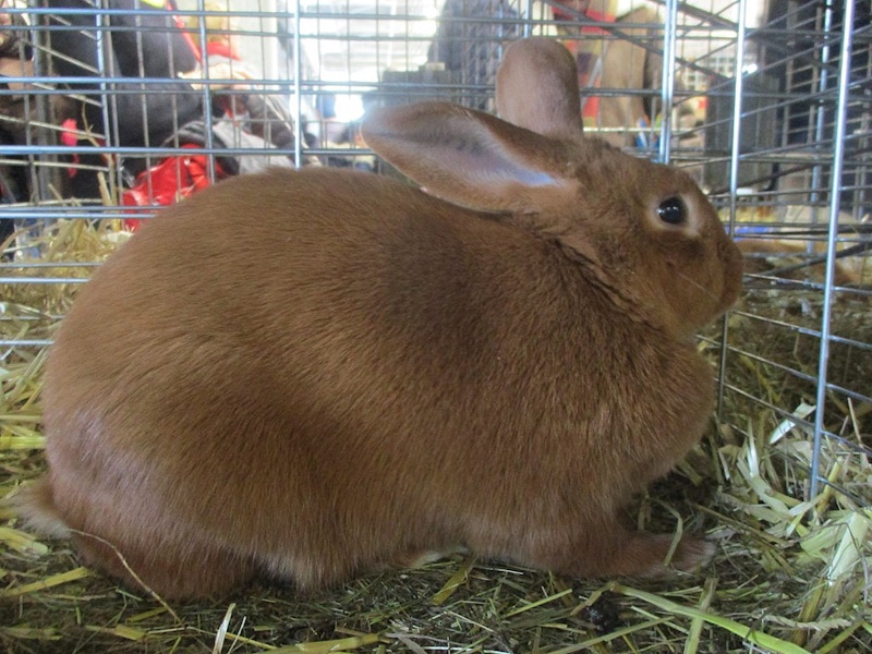 Lapin roux Thrianta Rabbit