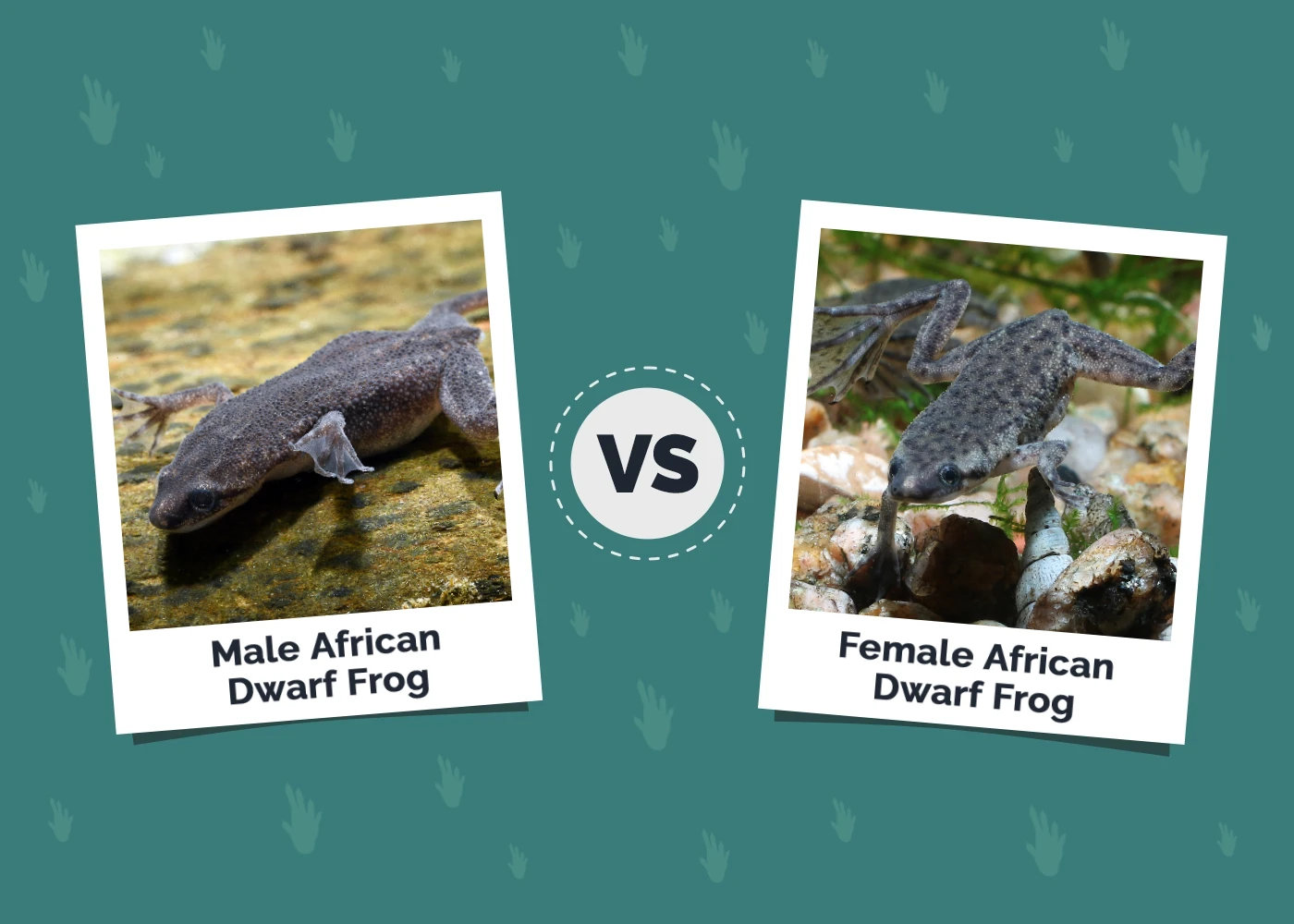African Dwarf Frog Male vs Female: Vet-Reviewed Differences (With Pictures)