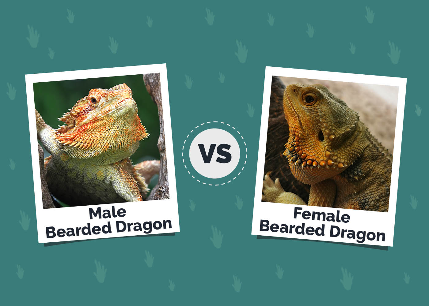 Male vs. Female Bearded Dragon: Differences, Similarities & FAQ