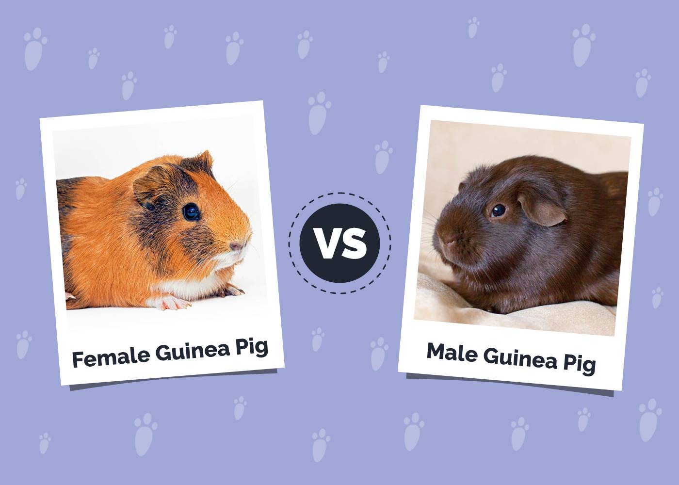 Male vs Female Guinea Pig: Differences Explained (With Pictures)