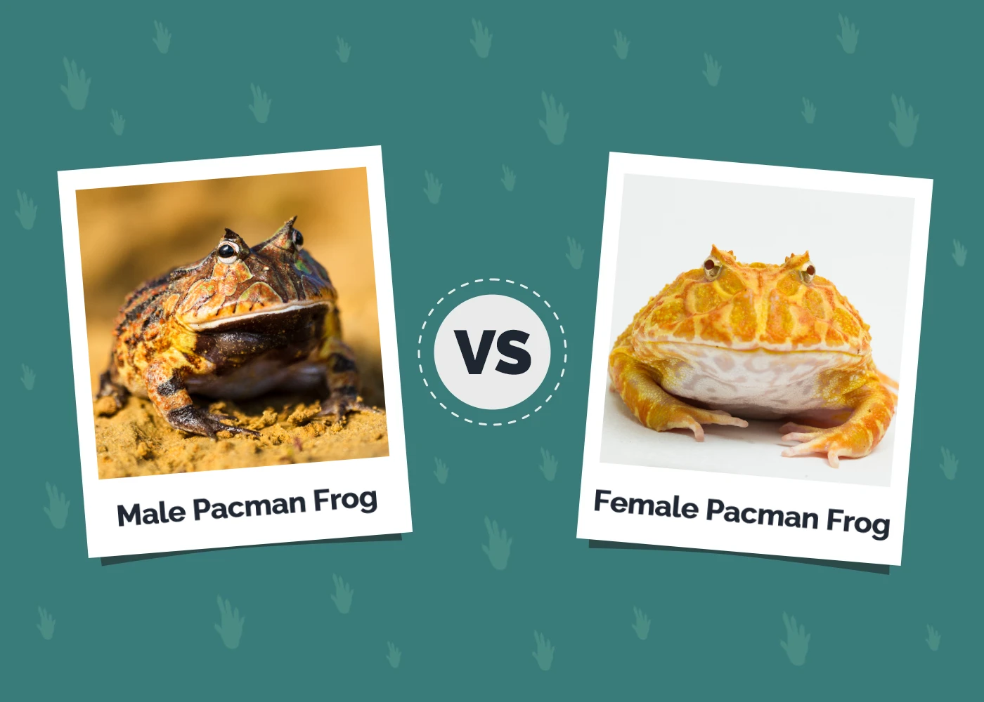 Pacman Frog Male vs Female: The Differences (With Pictures)