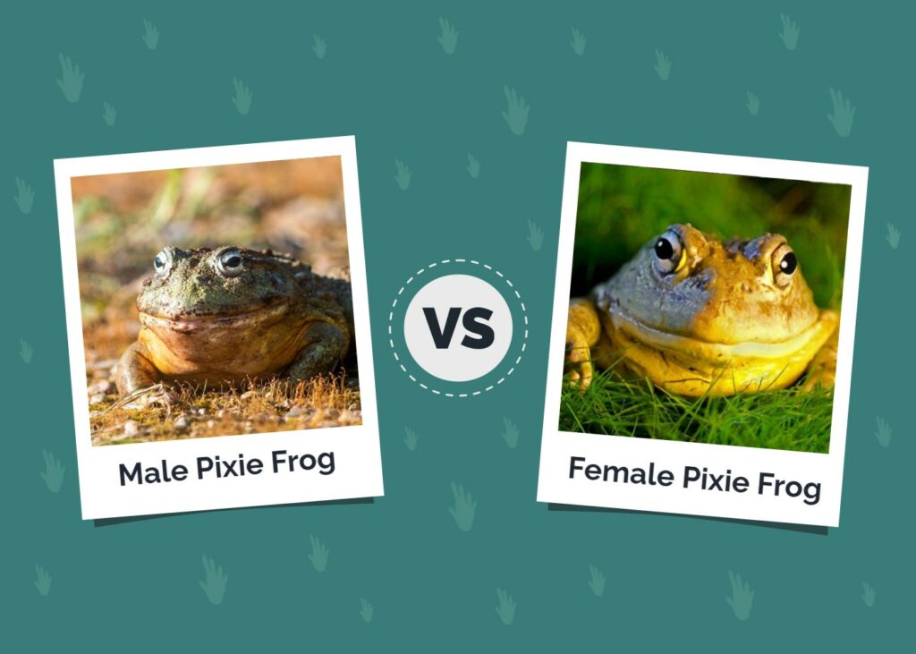 Male vs. Female Pixie Frog: The Differences (Vet-Verified Info With Pictures)