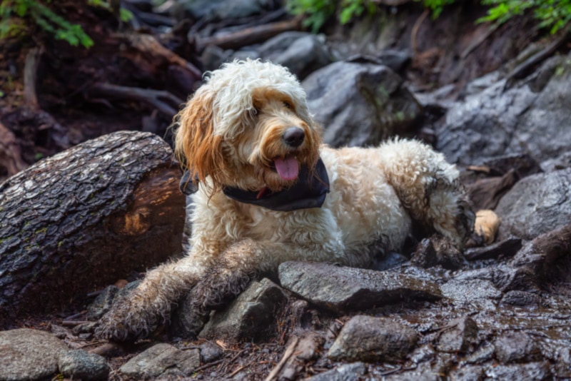Merle Goldendoodle: Info, Pictures, Origin & History