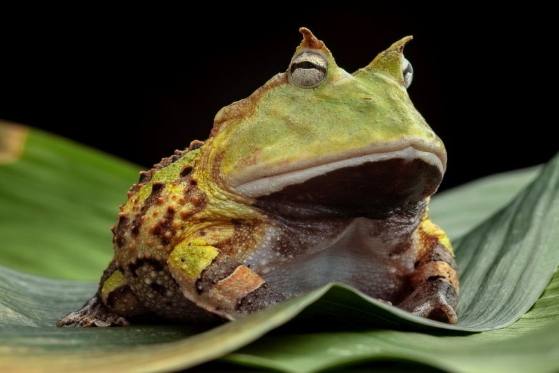 Do Frogs Hibernate? Vet-Approved Facts & FAQ