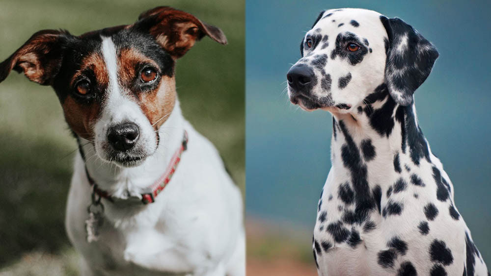 Jackmatian (Dalmatian Jack Russell Mix): Info, Pictures, Care Guide & Traits