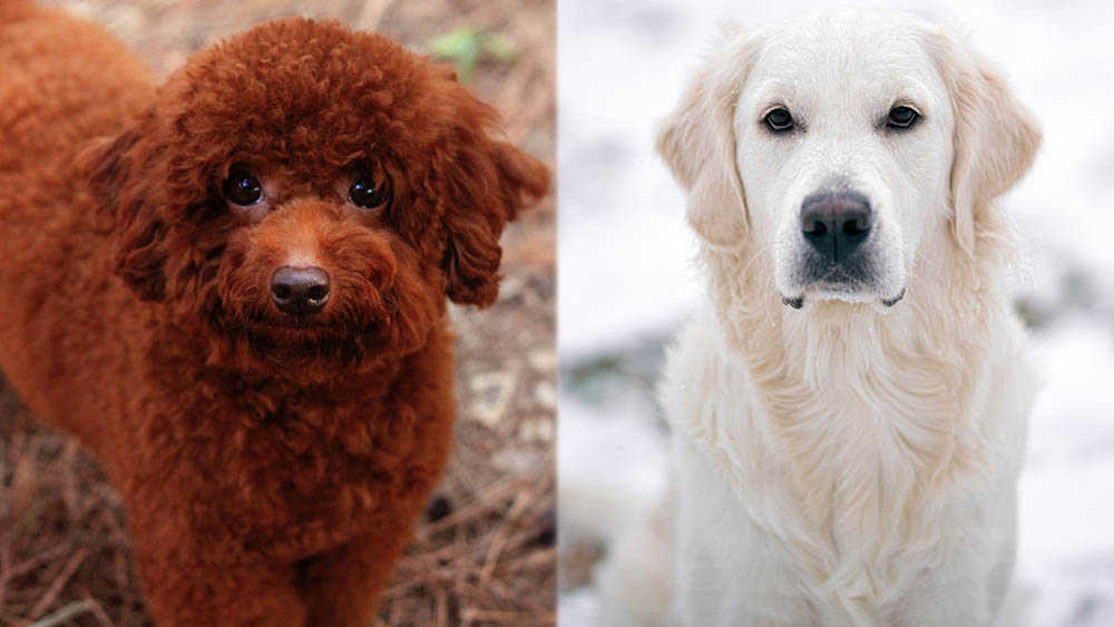 Mini English Goldendoodle: Info, Pictures, Care Guide & Traits