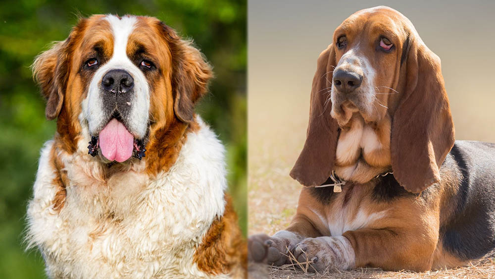 St. Bernard Basset Hound Mix: Pictures, Care, Temperament & Traits