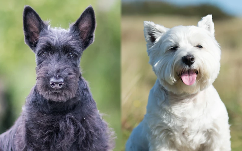 Scoland Terrier (Westie & Scottie Mix): Info, Pictures, Care Guide & Traits