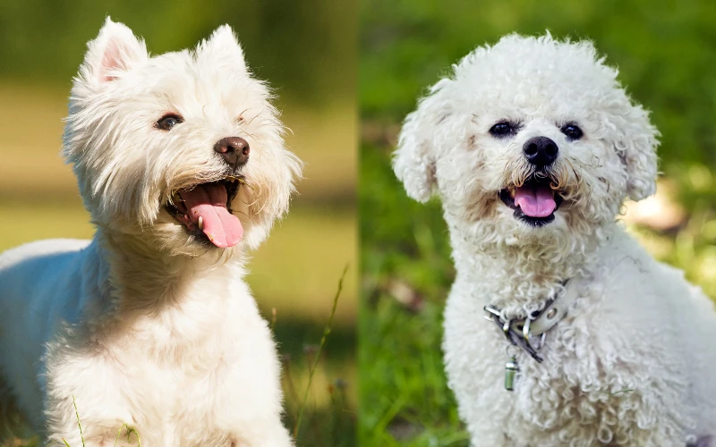 Wee-Chon (Westie & Bichon Mix): Info, Pictures, Care Guide & Traits